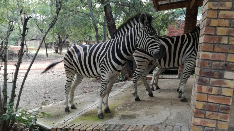 Boskooi Selfsorg Akkommodasie Leeupoort